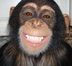 LAST ONE TO APE IS A CHIMP logo