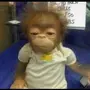 eddi