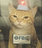 AgentMeow