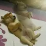 charisma