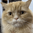 GoPro Cat