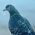 Pigeon logo