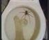 Cockspider logo