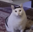 HUHCAT