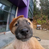 Viral Vlogger Dog logo