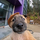 Viral Vlogger Dog logo