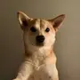 OKO