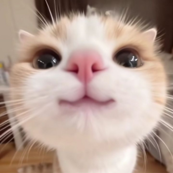 kitty