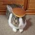 The Pancake Bunny logo