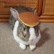 The Pancake Bunny logo