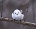Bird logo