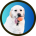 TikTok Splash Dog logo