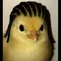 chigga