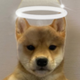 DogWifHalo logo