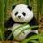 panda