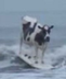 Surfmoo logo