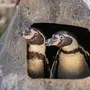 Pengays