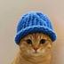CATWIF logo