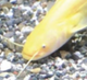 Rare Lucky Golden Catfish logo