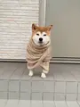 wBonk