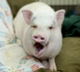 Pork coin logo