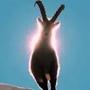 IBEX