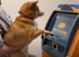 First Dog to Buy Crypto logo