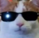 Unbothered Cat logo