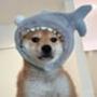 sharki