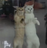 JIGGYCAT