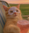 chillcat