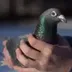 The 7 Stolen Pigeons logo