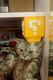 Meowrio logo