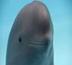 Finless Porpoise logo