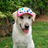 EXDOG