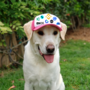 EXDOG