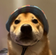 dogwifhat logo