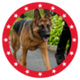 MAGA DOG logo