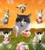 silly cat lovers logo
