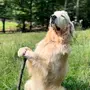 Gandalf