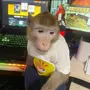 Bonkey