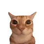 neko