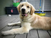 Luna the golden retriever logo