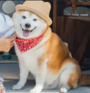 Fuku