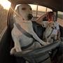 DOGDRIVER