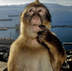 Thinking Monkey logo