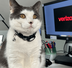 VERIZON NEW CAT logo