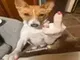 DOGFUCK logo