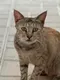 nima cat logo