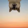 USD